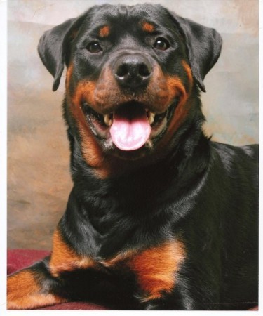 Rottweiller