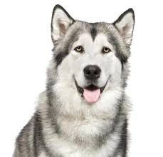 Alaskan Malamute