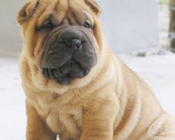 Sharpei